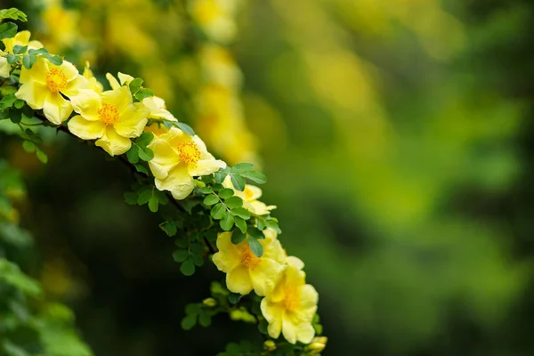 Flores Amarelas Rosa Mosqueta Fundo Desfocado Floração Rosa Selvagem Dia — Fotografia de Stock