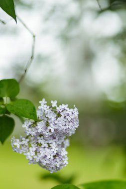 Leylak bahar çiçekleri. Bulanık bir arka planda çiçek açan bahar leylakları. Boşluğu kopyala