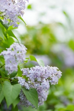 Leylak bahar çiçekleri. Bulanık bir arka planda çiçek açan bahar leylakları. Boşluğu kopyala