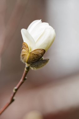 Manolya dalda çiçek açar. Bulanık bir arka planda beyaz manolya ağacının çiçek açması. Yakın plan.