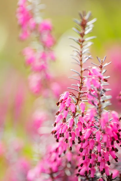 Floreciente Erica Carnea Sobre Fondo Borroso Rosa Erica Carnea Campo — Foto de Stock