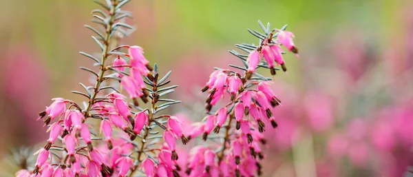 Floreciente Erica Carnea Sobre Fondo Borroso Rosa Erica Carnea Campo — Foto de Stock