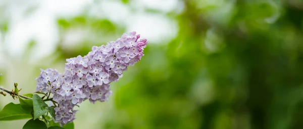 Lilac Spring Flowers Bunch Blooming Spring Lilacs Flowers Blurred Background — Stock Photo, Image