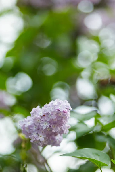 丁香春花丛生 在朦胧的背景上绽放着春天的丁香花 复制空间 — 图库照片