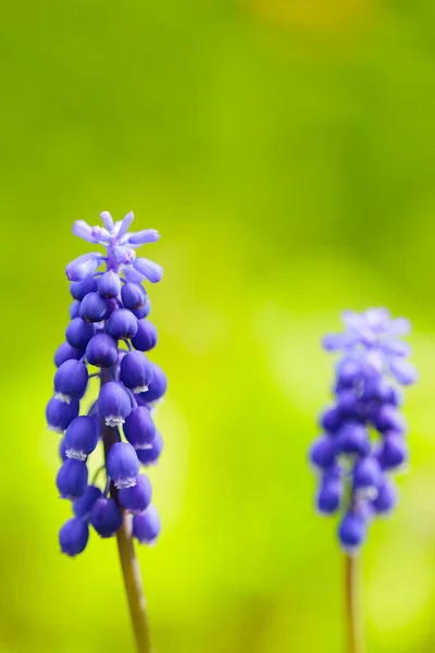 Modré Růže Muscari Rozmazaném Pozadí Jarní Květiny Muscari Hroznové Hyacinth — Stock fotografie