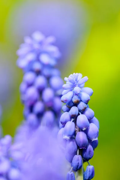 Мускарі Блакитні Примітиви Розмитому Тлі Весняні Квіти Мускарі Графічний Гіацинт — стокове фото