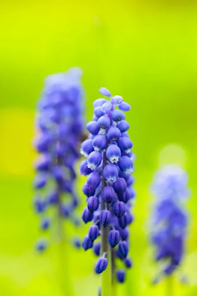Bulanık Bir Arka Planda Muscari Mavisi Çuha Çiçekleri Bahar Çiçekli — Stok fotoğraf