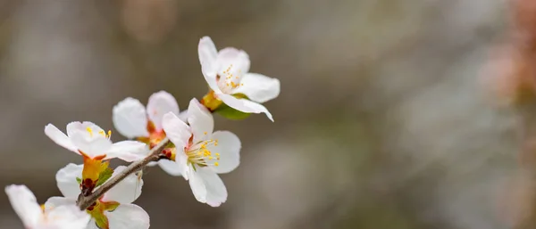 Ramas Cerezo Flor Sobre Fondo Borroso Flores Cerezo Jardín Primavera — Foto de Stock