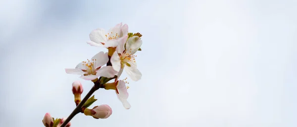 Blühende Kirschzweige Auf Verschwommenem Hintergrund Kirschblüten Frühlingsgarten Kopierraum — Stockfoto