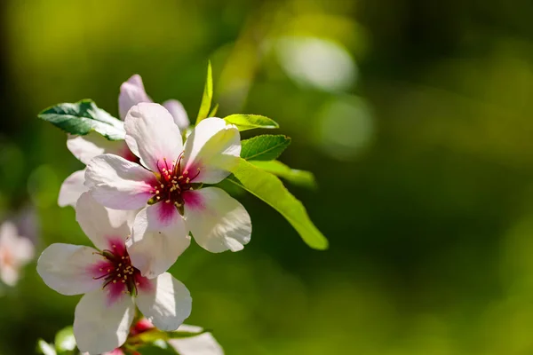 Blühende Kirschzweige Auf Verschwommenem Hintergrund Kirschblüten Frühlingsgarten Kopierraum — Stockfoto