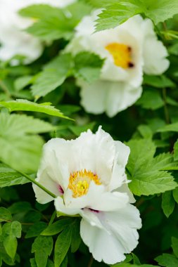 Beyaz şakayıklar. Beyaz şakayık çiçeklerinin yakın plan görüntüsü.