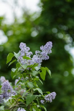 Bir dal leylak çiçeği. Bulanık arkaplanda mor leylak çiçekleri