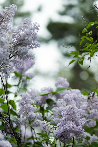 Bir dal leylak çiçeği. Bulanık arkaplanda mor leylak çiçekleri
