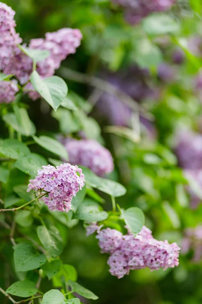 Branch Lilac Flowers Purple Lilac Flowers Blurred Background — Stock Photo, Image