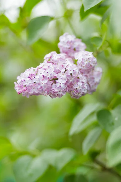 紫丁香花的枝条 紫丁香花 背景模糊 — 图库照片