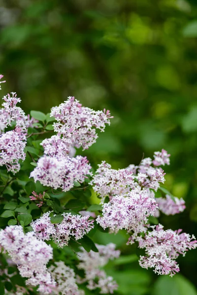 Branch Lilac Flowers Purple Lilac Flowers Blurred Background — Stock Photo, Image