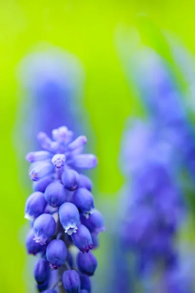 Bulanık Arka Planda Üzüm Sümbülü Muscari Çuha Çiçekleri Yakın Plan — Stok fotoğraf