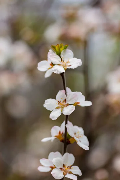 Cherry Blossom Branches Cherry Blossoms Blurred Background Spring Coming Concept — Stock Photo, Image