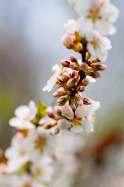 Cherry Blossom Branches Cherry Blossoms Blurred Background Spring Coming Concept — Stock Photo, Image
