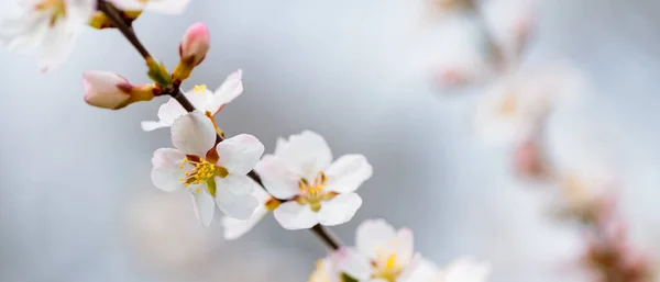 Flor Cerezo Ramas Flores Cerezo Sobre Fondo Borroso Concepto Primavera — Foto de Stock