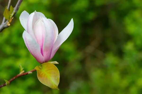 Rosa Magnolia Blommor Trädgården Blommande Magnolia Gren Vårkoncept — Stockfoto