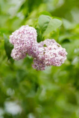 Çiçekli leylak çiçekleri olan bir dal. Bulanık bir arka planda bahar leylakları. Doğa geçmişi. Boşluğu kopyala