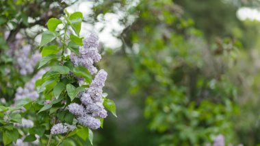 Çiçekli leylak çiçekleri olan bir dal. Bulanık bir arka planda bahar leylakları. Doğa geçmişi. Boşluğu kopyala