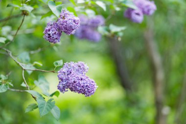 Çiçekli leylak çiçekleri olan bir dal. Bulanık bir arka planda bahar leylakları. Doğa geçmişi. Boşluğu kopyala