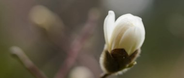 Beyaz manolya ağacının çiçekleri bulanık arka planda. Dalda manolya çiçeği açıyor. Boşluğu kopyala