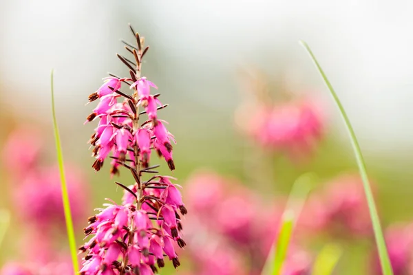 Floreciente Erica Carnea Campo Rosa Erica Carnea Flores Sobre Fondo — Foto de Stock