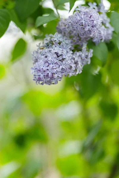 开着百合花 春天的紫丁香在模糊的背景上绽放 自然背景 复制空间 — 图库照片