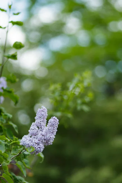 Branch Blooming Lilac Flowers Spring Lilacs Flowers Blurred Background Nature — Stock Photo, Image