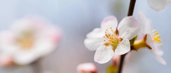 Cherry Blossom Petals Close Cherry Flowers Blurred Background — Stock Photo, Image