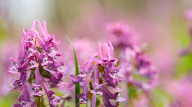 Corydalis Soda yakın plan. Bulanık bir arkaplanda mor Corydalis çiçeği. Bahar konsepti