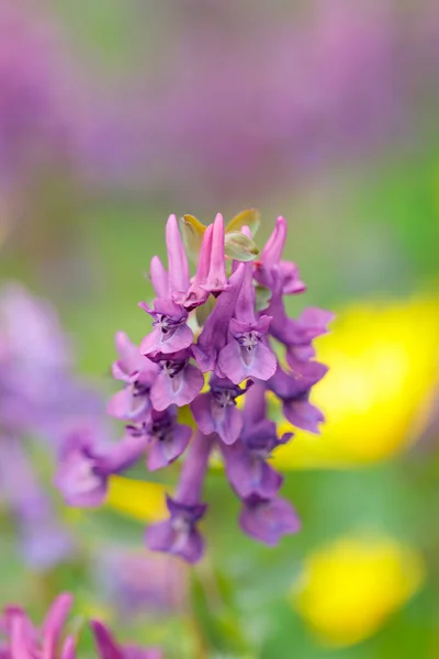 Corydalis Solida Close Purple Corydalis Flower Blurred Background Spring Concept — стоковое фото