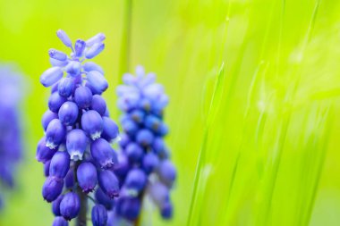 Bahar çiçekli muscari (üzüm sümbülü) tarlada. Bulanık bir arka planda Muscari mavisi çuha çiçekleri. Boşluğu kopyala