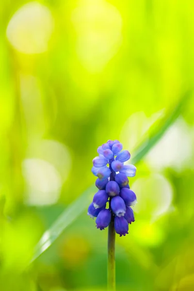 Jarní Květiny Muškarní Hroznový Hyacint Poli Modré Růže Muscari Rozmazaném — Stock fotografie