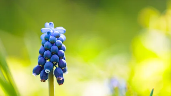 Jarní Květiny Muškarní Hroznový Hyacint Poli Modré Růže Muscari Rozmazaném — Stock fotografie