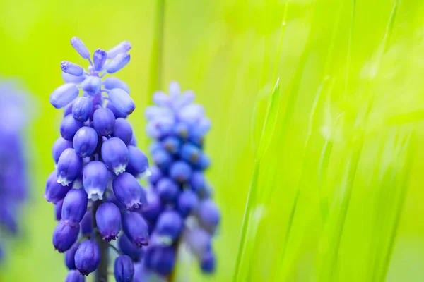 Jarní Květiny Muškarní Hroznový Hyacint Poli Modré Růže Muscari Rozmazaném — Stock fotografie