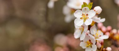 Bahçede ilkbahar kiraz çiçekleri. Bulanık bir arka planda kiraz dalları çiçek açar. Boşluğu Kopyala