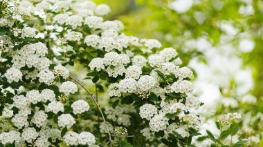 Spirea arguta çiçek açıyor. Çiçek açan Spirea arguta dalları (Gelinler Çelengi). Doğa arkaplanı