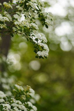 Spirea arguta çiçek açıyor. Çiçek açan Spirea arguta dalları (Gelinler Çelengi). Doğa arkaplanı