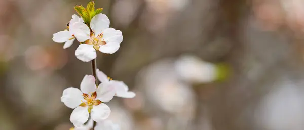 Spring Cherry Blossoms Garden Branches Cherry Blossoms Blurred Background Copy — Stockfoto