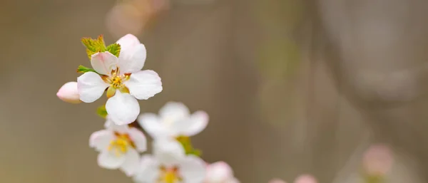 Spring Cherry Blossoms Garden Branches Cherry Blossoms Blurred Background Copy — Stockfoto
