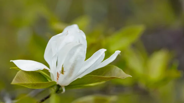 Flor Magnolia Una Rama Magnolia Floreciente Sobre Fondo Borroso Primer — Foto de Stock
