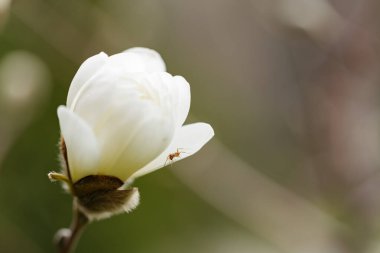Dalda güzel bir bahar manolyası. Bulanık bir arka planda beyaz manolya ağacının çiçek açması. Boşluğu kopyala
