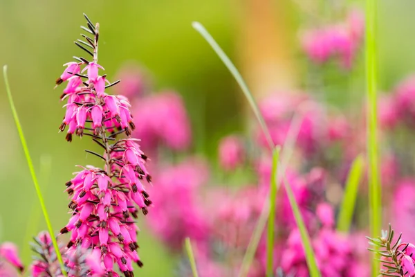 Erica Carnea Flowers Blurred Background Pink Erica Carnea Green Grass — Foto de Stock