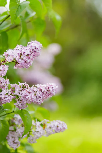 Virágzó Lila Bokor Lila Virágokkal Ibolyaszín Orgona Tavaszi Ága Virágzik — Stock Fotó
