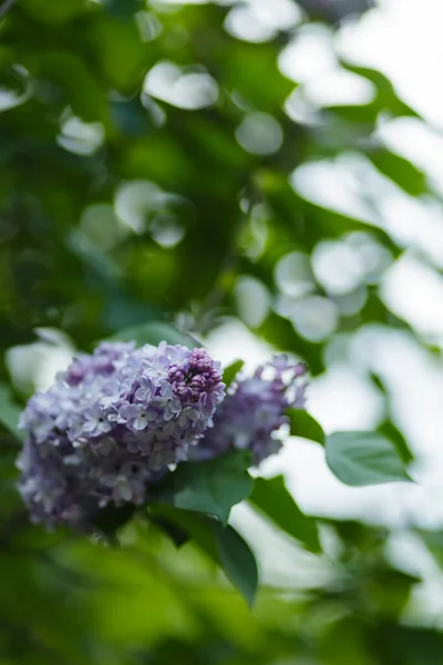 开了花的紫丁香 开了紫色的花 紫丁香的春枝开花了 复制空间 — 图库照片