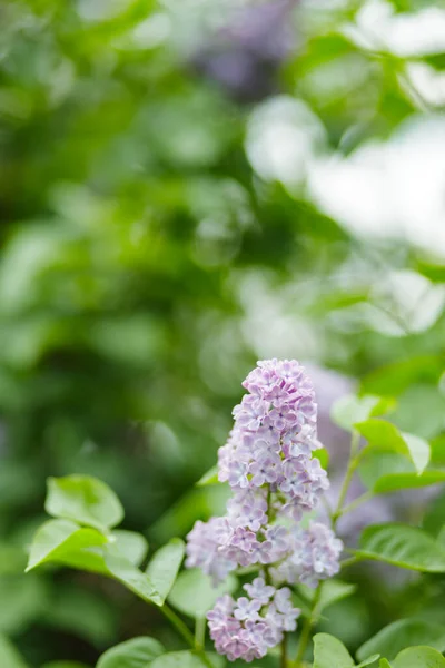 Blooming Lilac Bush Purple Flowers Spring Branch Violet Lilac Blossoming — Stock Photo, Image